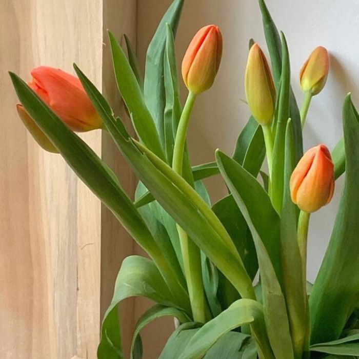 Cách giữ hoa tulip tươi lâu